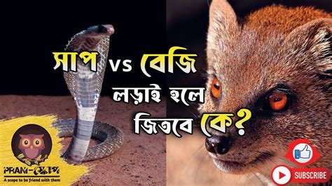 Cobra Vs Mongoose শক্তি বেশি কার সাপ না বেঁজি Who Will Win Youtube