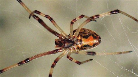 Brown Widows Brown Recluses Give Spiders A Bad Name In Alabama