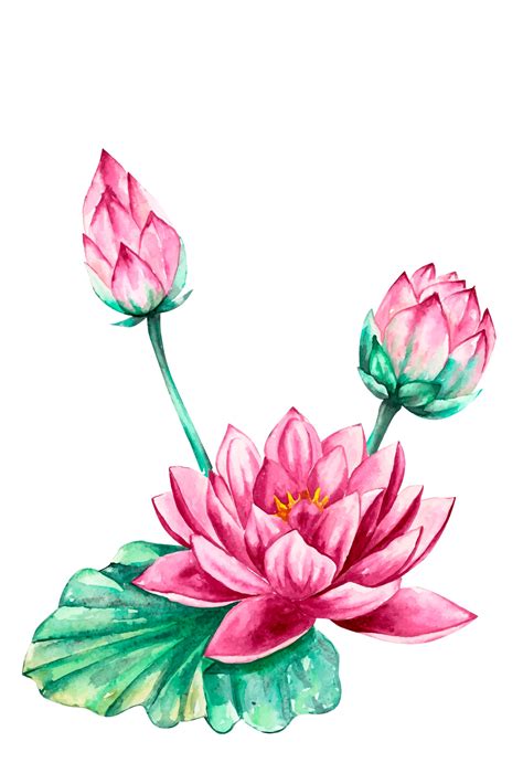 Premium Vector Pink And Purple Water Lily Lotus Flower Vector