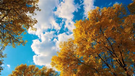 Beautiful Sky And Autumn Trees Hd Wallpaper Download Wallpapers