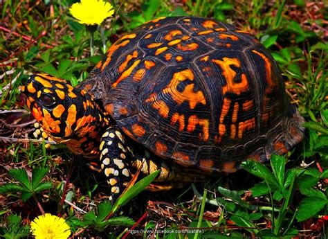 The Common Box Turtle Schildkröte haustier Schildkröte Reptilien und amphibien