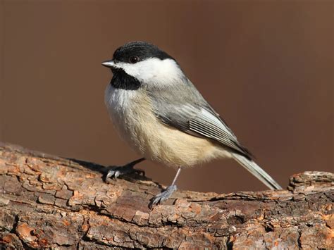 3 Species Of Chickadees In Texas Id And Song Guide