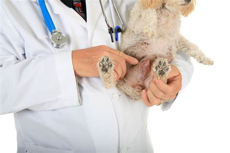 Mass Protrusion From The Vaginal Area In Dogs Symptoms Causes