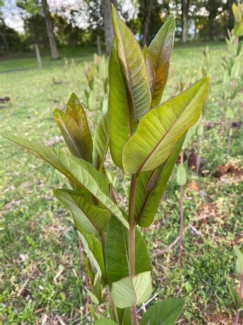 Milkweed Weed Id Wednesday Extension Marketing And Communications