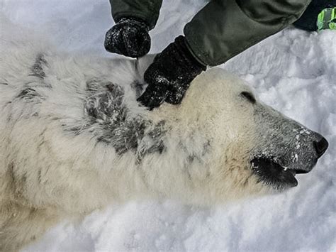 Why Are Polar Bears Losing Their Hair Science Aaas