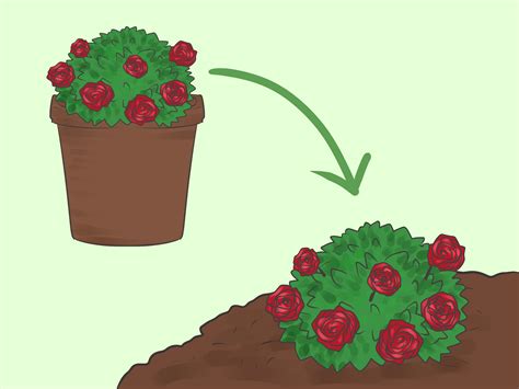 Plant your roses in a sunny location with good drainage. How to Grow Roses in Containers (with Pictures) - wikiHow