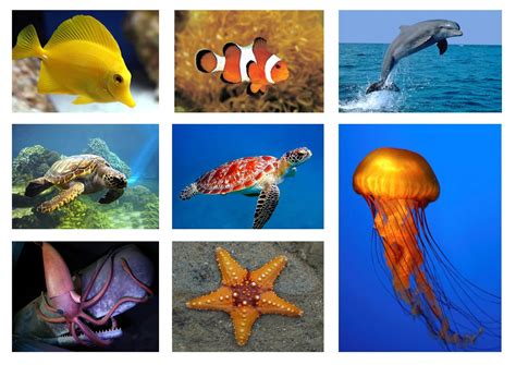 Gambar Hidupan Di Dasar Laut 5 Haiwan Pelik Yang Pernah Dijumpai Riset