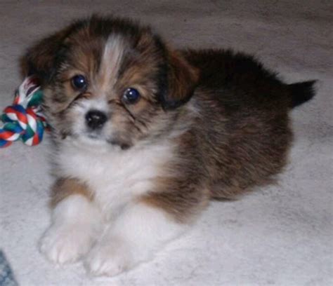 Shih Tzu Corgi Hybrid Dogs A Sooo Cute I Want Her Hybrid