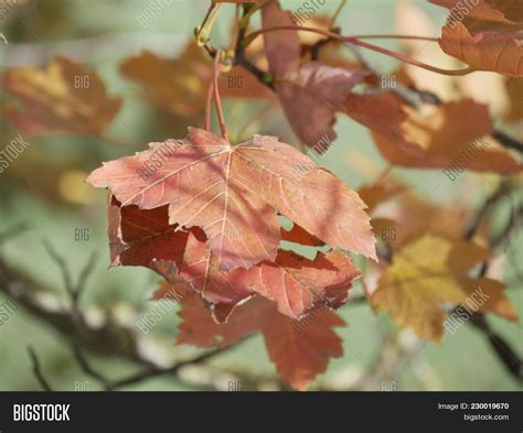 Wilted Leaves Maple Image And Photo Free Trial Bigstock