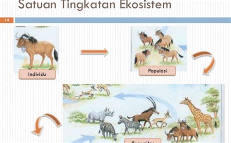 Organisasi Kehidupan Dari Individu Hingga Biosfer