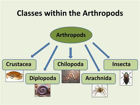 Phylum Arthropoda Classes