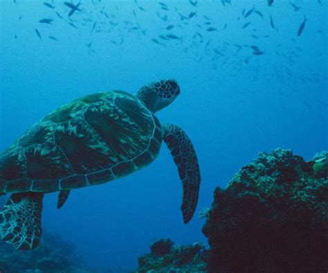Experiences Turtle Island Fiji