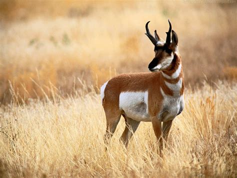 Only the eland, bongo, some very large kudu and african buffalo can claim to be bigger. Beautiful Wallpapers for Desktop: Roan Antelope HD Wallpapers