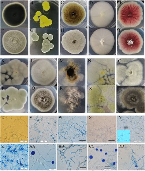 Colony Morphology And The Light Mophology Of The Fungi In Sour
