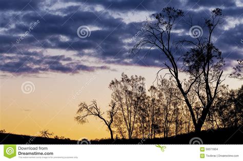 Trees Silhouettes Sunset Background Sunset Trees Silhouettes Royalty
