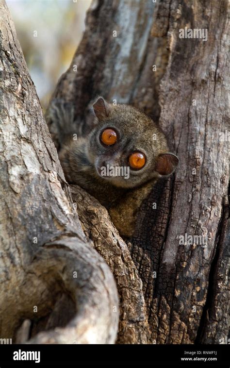 Northern Sportive Lemur In Madagascar Stock Photo Alamy