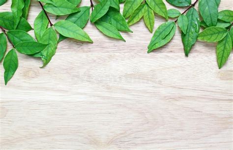 Perfect for musicals, recitals & events. Green Leaves On The Wood Background Royalty Free Stock ...