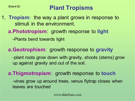 Plant Structure Adaptations And Responses Presentation Plants