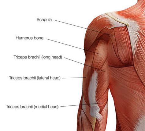 Triceps Brachii Anatomy