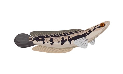 Vector Illustration Of Snakehead Fish Or Channa Fish Isolated On A