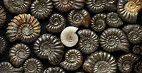 What is an ammonite? | Natural History Museum