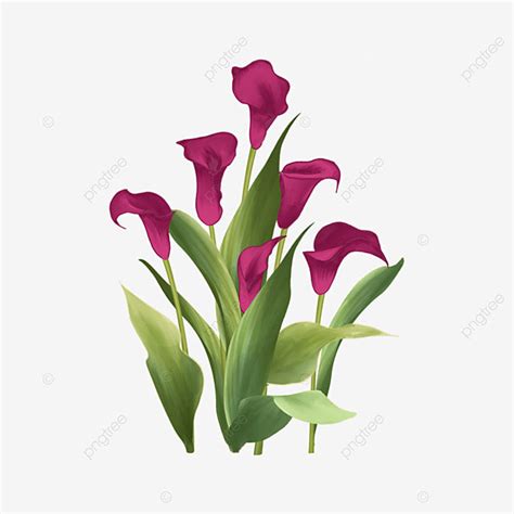 Calla Lily Flower Clipart Vector Calla Lily Wedding Watercolor Flowers