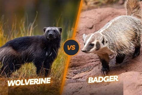 Badger Vs Wolverine A Tale Of Two Titans