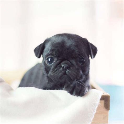 Find puppies in your area and helpful tips and info. Zooey Black Teacup Pug