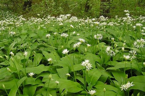 Tanfolyamokra járok, mert még nem sűrűn pelenkáztam, és tudom, hogy fájni fog a szülés, de nem hagyom el magam: Gyógyítónak hiszed, pedig halálosan mérgező: így ...