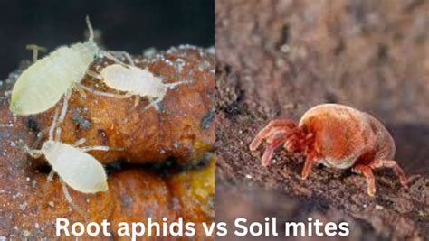 12 Ways To Get Rid Of Root Aphids Pests Yard