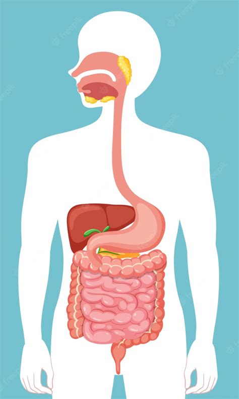 Cuerpo Humano Qu Es Y C Mo Funciona El Sistema Digestivo Billiken