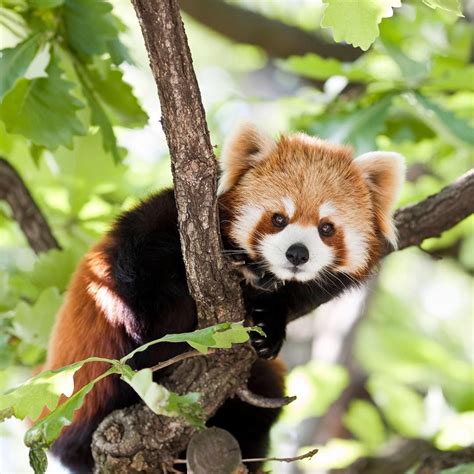 Red Panda Sikkim Animals Name Sikkim Wildlife 5 Breathtaking