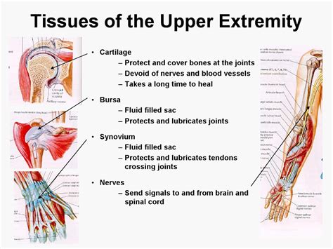 Upper Extremity Anatomy Arteries Veins Muscles Pdf