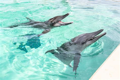 Dolphin Terrace Clearwater Marine Aquarium