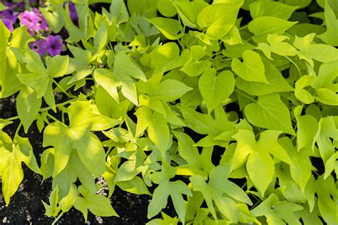 Ornamental Sweet Potato Vines Are Prized For Their Foliage Trendradars