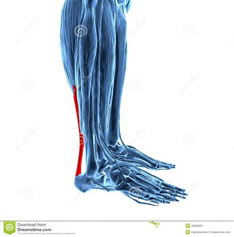 They can do for an already sore tendon. Achilles Tendon With Lower Leg Muscles Stock Illustration ...