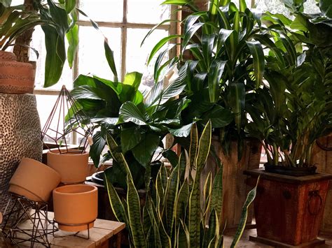 How To Grow Happy Houseplants The Good Earth Garden Center