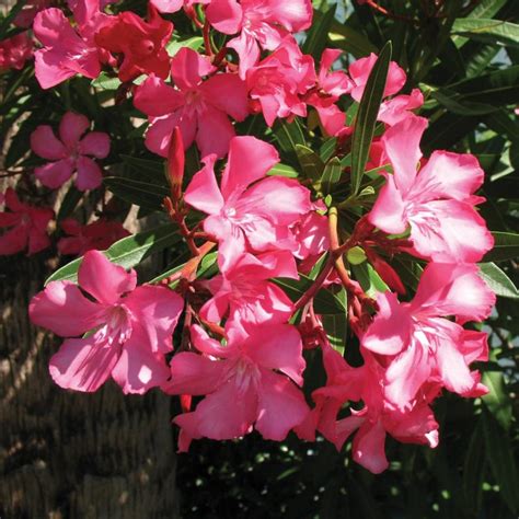 Nerium Oleander Standard Pink Buy Plants Online Pakistan Online Nursery
