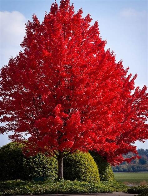 Autumn Flame Red Maple For Sale The Tree Center