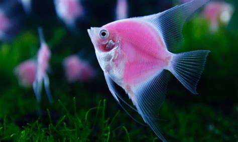 Mereka dapat bernapas dalam air karena mereka mempunyai insang. Gambar Berapa Ikan Hias Hidup Galena Layang Menarik ...