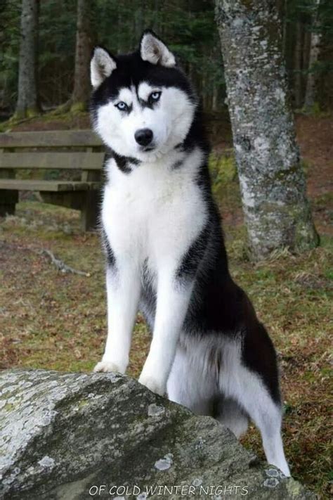 Husky Siberian Huskies And Rocks On Pinterest