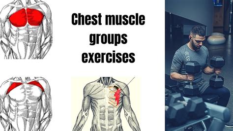 Chest Muscle Groups Exercises Youtube