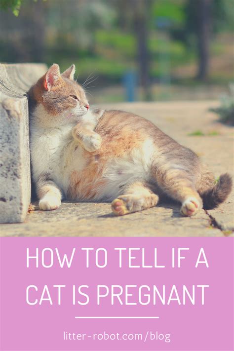 How To Tell If A Cat Is Pregnant