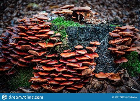 Many Mushroom Growing On A Tree Stump During Fall Stock Image Image