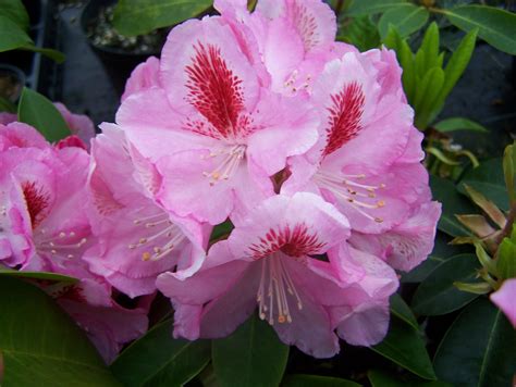 Free Photo Pink Rhododendron Blooming Flower Fragrance Free
