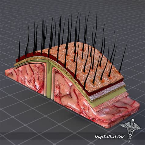 Human Scalp Anatomy 3d Model Cgtrader