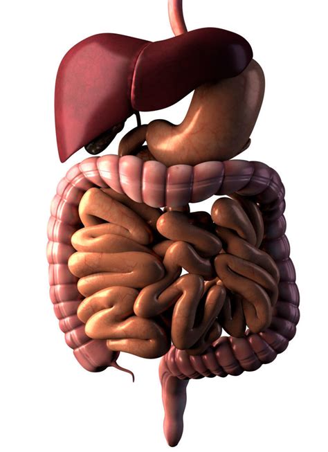 Digestive System Anatomy Model