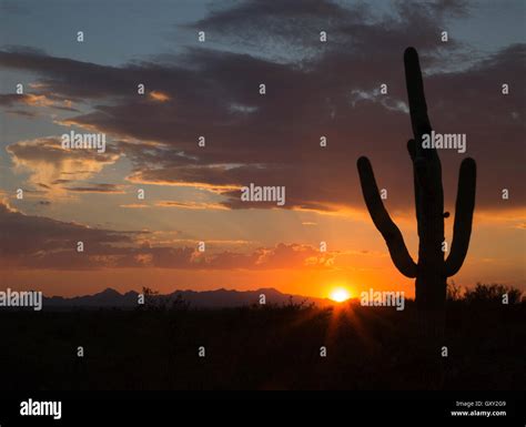 Saguaro Cactus Silhouette Carnegiea Gigantea At Sunset In Arizona