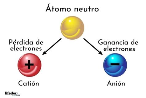 Biomoléculas Qué Son Definición Tipos Funciones