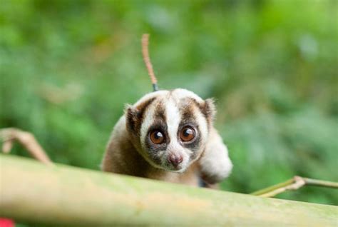 How Holidaymakers Can Help Save Lorises From Extinction Etg Blog